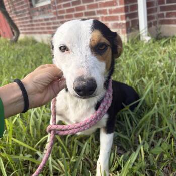 Chilli -  Jack Russell Terrier Dog for Adoption in Harlingen, Texas - Chilli | PetCurious