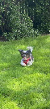 Rescue Shih Tzu Dogs for Adoption in Pataskala, Ohio - George-OS | PetCurious