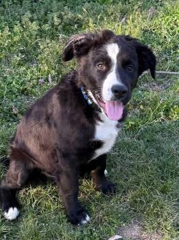 Border Collie Dogs Available for Adoption - Simon | PetCurious
