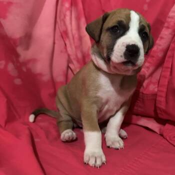 DEAR PRUDENCE (lime green) -  Hound and Mixed Breed Dog for Adoption in Richmond, California - DEAR PRUDENCE (lime Green) | PetCurious
