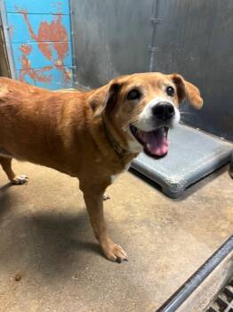 Mixed Breed Dogs Available for Adoption - Sadie | PetCurious