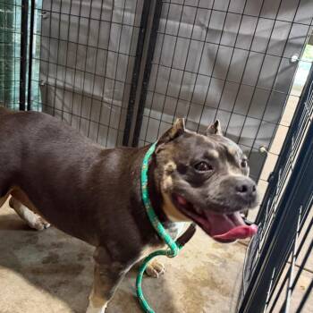 Cheech -  Pit Bull Terrier Dog for Adoption in Birmingham, Alabama - Cheech | PetCurious