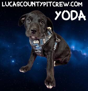 Black Labrador Retriever and Spaniel Dogs Available for Adoption - Yoda | PetCurious