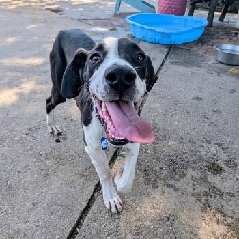 Gunner -  Hound and Great Dane Dog for Adoption in Wake Forest, North Carolina - Gunner | PetCurious