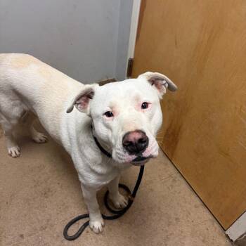 Mixed Breed Dogs Available for Adoption - Ruger | PetCurious