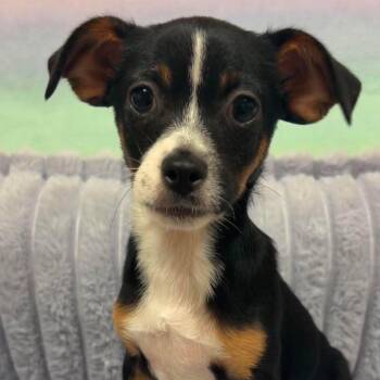 Peanut -  Chihuahua Dog for Adoption in Valparaiso, Indiana - Peanut | PetCurious