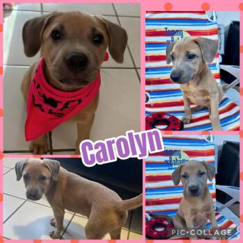 Labrador Retriever Dogs Available for Adoption in Ringwood, New Jersey - Carolyn | PetCurious