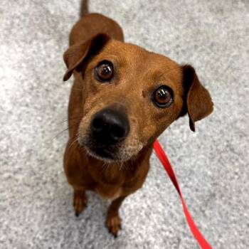 Ruby -  Miniature Pinscher and Mixed Breed Dog for Adoption in Rossville, Georgia - Ruby | PetCurious