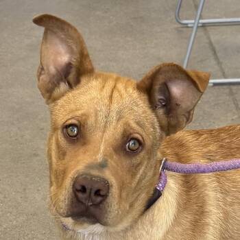Mixed Breed Dogs Available for Adoption in Las Cruces, New Mexico - Brodie | PetCurious