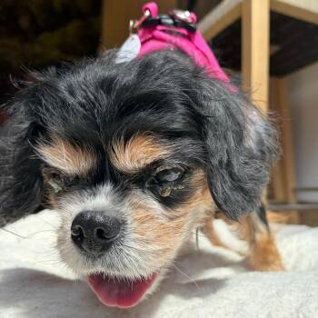 Dumplin 14440 -  Cavalier King Charles Spaniel Dog for Adoption in San Francisco, California - Dumplin 14440 | PetCurious