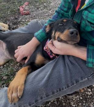 Rescue Mixed Breed Dogs for Adoption in Plain City, Ohio - Coffee Bean | PetCurious