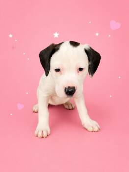 BLOSSOM -  Labrador Retriever and Pit Bull Terrier Dog for Adoption - BLOSSOM | PetCurious