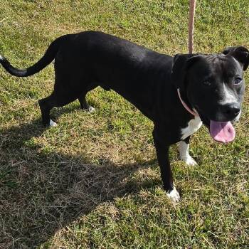 Harly -  American Staffordshire Terrier Dog for Adoption in Petersburg, Indiana - Harly | PetCurious