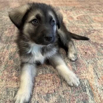 Rescue Great Pyrenees and Mixed Breed Dogs for Adoption in Spokane, Washington - Black Tie | PetCurious