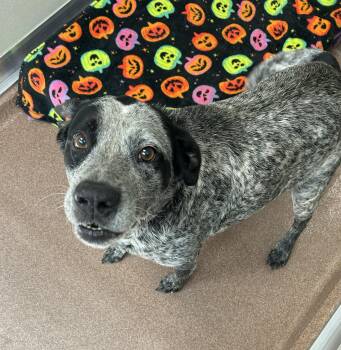 Cattle Dog and Labrador Retriever Dogs Available for Adoption in Maidens, Virginia - Jackson  | PetCurious