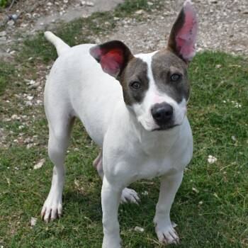 Mixed Breed Dogs Available for Adoption in Beaumont, Texas - Sadie | PetCurious