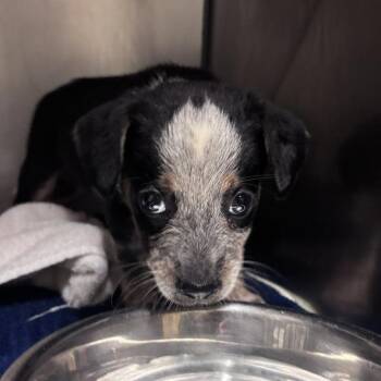 Grizzly -  Mixed Breed Dog for Adoption in Asheville, North Carolina - Grizzly | PetCurious