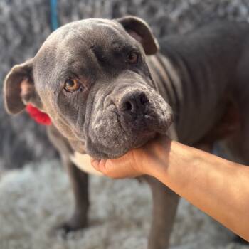 Rescue American Staffordshire Terrier Dogs for Adoption in San Diego, California - Wakanda | PetCurious