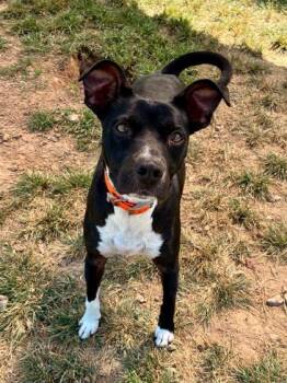Mandy -  Mixed Breed Dog for Adoption in Yellville, Arkansas - Mandy | PetCurious