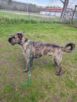 Schnauzer and Pit Bull Terrier Dogs Available for Adoption in Oconto, Wisconsin - Sebastian | PetCurious