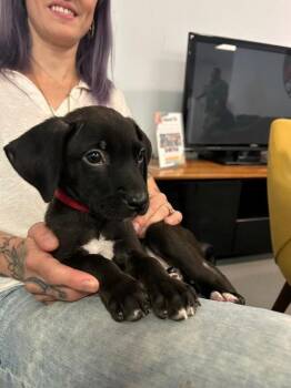 Banksy -  Chihuahua and Mixed Breed Dog for Adoption in Los Angeles, California - Banksy | PetCurious