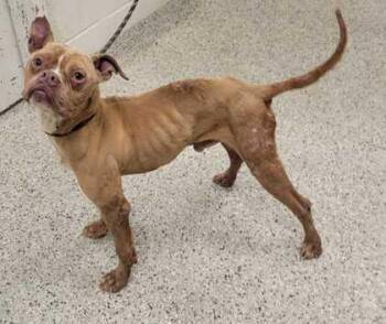 Bizzy -  Pit Bull Terrier and Mixed Breed Dog for Adoption in Kansas City, Missouri - Bizzy | PetCurious