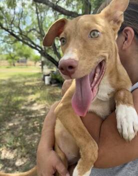 Rescue Mixed Breed Dogs for Adoption in Longview, Texas - Poppy | PetCurious