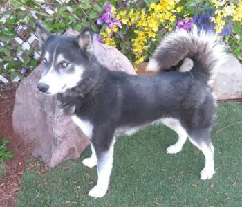 Siberian Husky Dogs Available for Adoption - ZYA | PetCurious