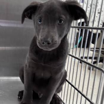 Simpson -  Pit Bull Terrier Dog for Adoption in Indianapolis, Indiana - Simpson | PetCurious