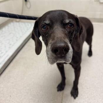Champ -  German Shorthaired Pointer and Mixed Breed Dog for Adoption in Murray, Utah - Champ | PetCurious