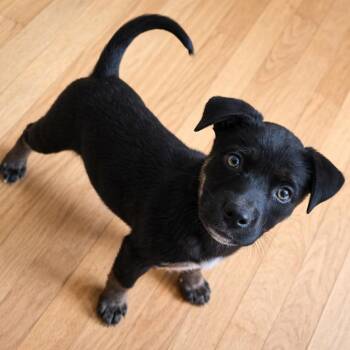 Mixed Breed Dogs Available for Adoption - Sinny | PetCurious