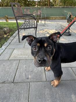 Astro -  American Bully Dog for Adoption in Woodbridge, Connecticut - Astro | PetCurious