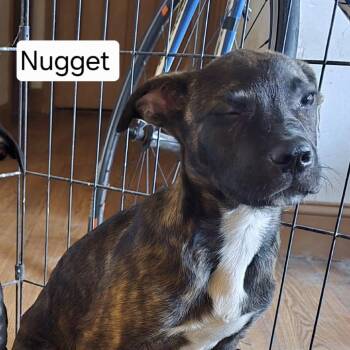 Mixed Breed Dogs Available for Adoption in San Diego, California - Nugget | PetCurious