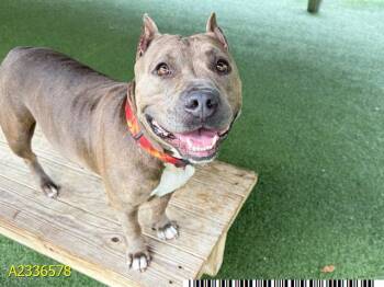 DEENA -  Mixed Breed Dog for Adoption in West Palm Beach, Florida - DEENA | PetCurious