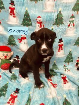 Rescue Mixed Breed Dogs for Adoption in Rock Hill, New York - Snoopy | PetCurious