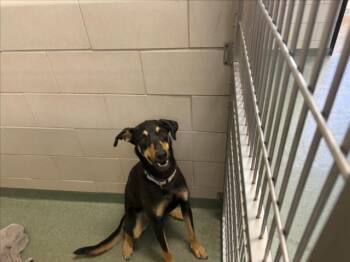 ZOEY -  Mixed Breed Dog for Adoption in Santa Fe, New Mexico - ZOEY | PetCurious