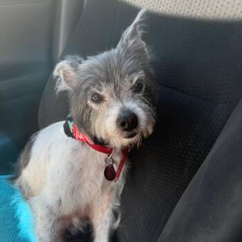 Merlin -  Terrier Dog for Adoption in Corvallis, Oregon - Merlin | PetCurious