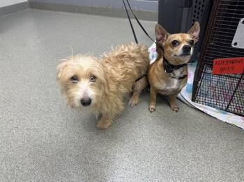 TIPSY -  Cairn Terrier and Mixed Breed Dog for Adoption in Omaha, Nebraska - TIPSY | PetCurious