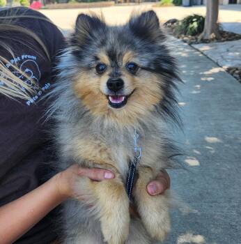 Pomeranian Dogs Available for Adoption in Lathrop, California - Pickles | PetCurious