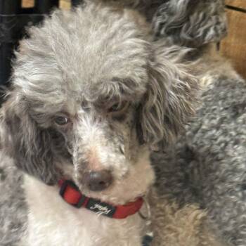 Miniature Poodle Dogs Available for Adoption in Hartland, Wisconsin - Amalie-Foster Home Needed | PetCurious