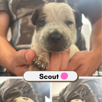 Scout -  Australian Shepherd and American Staffordshire Terrier Dog for Adoption in Phoenix, Arizona - Scout | PetCurious