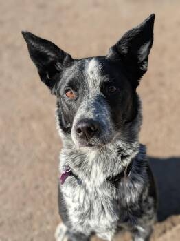 Border Collie and Australian Kelpie Dogs Available for Adoption - Hazel | PetCurious