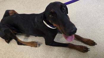 TWILIGHT -  Doberman Pinscher Dog for Adoption in Riverside, California - TWILIGHT | PetCurious