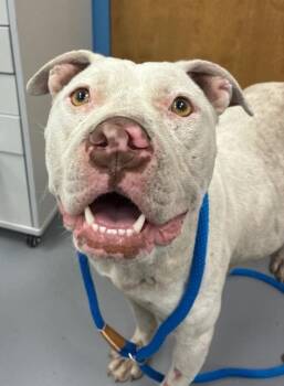 Pit Bull Terrier Dogs Available for Adoption in Hartsville, South Carolina - Honeybear | PetCurious
