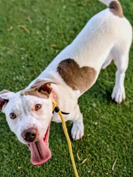26-162 -  Pit Bull Terrier Dog for Adoption in Ridgecrest, California - 26-162 | PetCurious