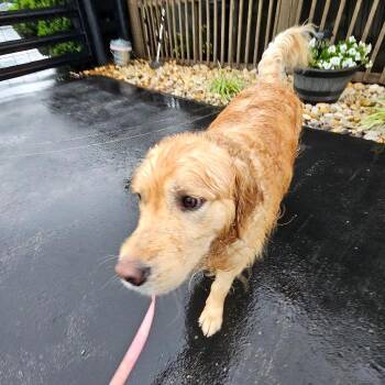 Franklin 6/15/2026 -  Golden Retriever Dog for Adoption in Louisville, Kentucky - Franklin 6/15/2026 | PetCurious