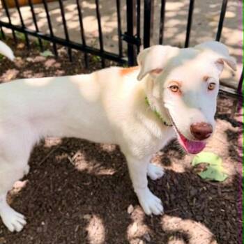 Junie -  Labrador Retriever and Mixed Breed Dog for Adoption in Olathe, Kansas - Junie | PetCurious