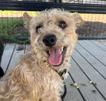 FRITO -  Cairn Terrier and Mixed Breed Dog for Adoption in Tustin, California - FRITO | PetCurious