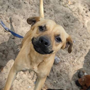 Terrier Dogs Available for Adoption in Melrose, Florida - Rose | PetCurious