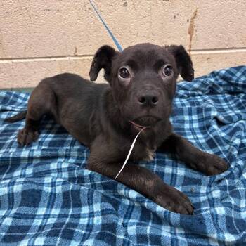 Mixed Breed Dogs Available for Adoption in Memphis, Tennessee - Big Mama | PetCurious